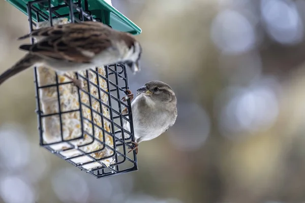 Vögel Winter Sperling Auf Dem Futterhäuschen — Stockfoto