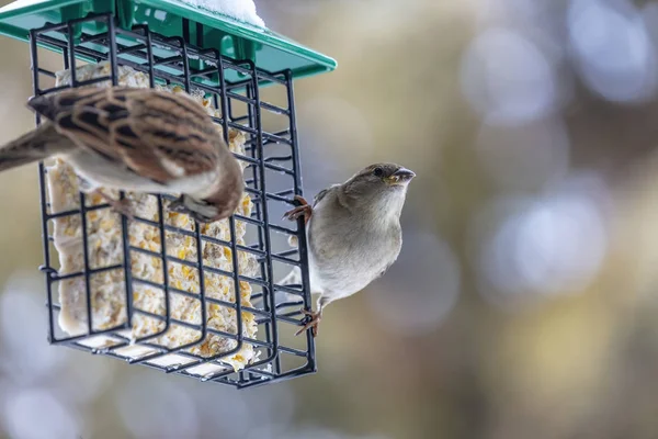Vögel Winter Sperling Auf Dem Futterhäuschen — Stockfoto