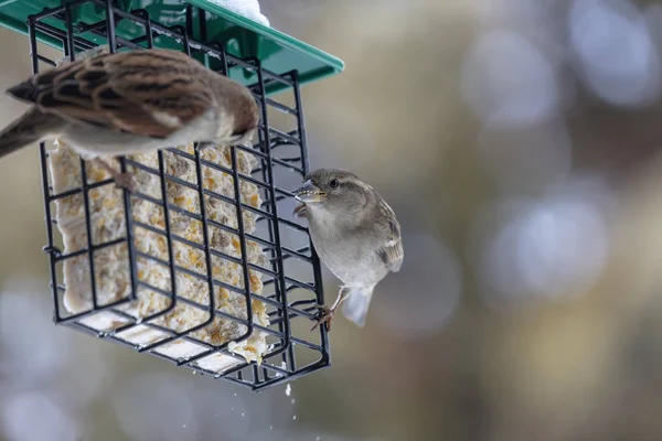 Vögel Winter Sperling Auf Dem Futterhäuschen — Stockfoto