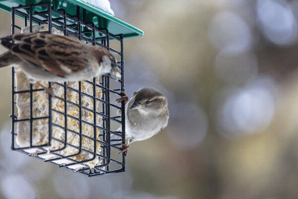 Зимой птицы. Воробей на кормушке

