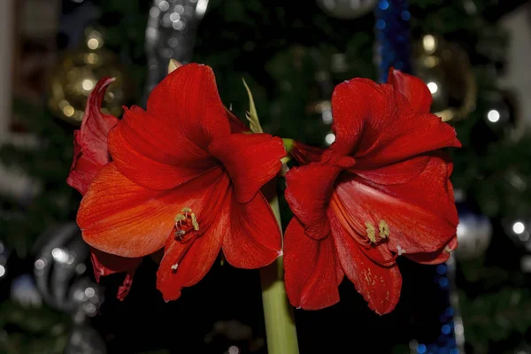 Amaryllis Fleur Quelque Part Connu Sous Nom Commun Dame Nue — Photo