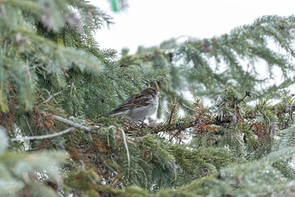 Kuş Ağaç Dallarında Oturan Serçesi — Stok fotoğraf
