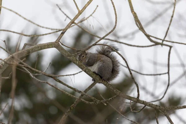 Eichhörnchen Grauhörnchen Auf Einem Ast — Stockfoto