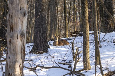 Geyik. Beyaz kuyruklu geyik aynı zamanda beyaz kuyruklu geyik ya da kışın Virginia geyiği olarak da bilinir. Beyaz kuyruklu geyik, Wisconsin ve Oklahoma 'nın vahşi yaşam sembolüdür..