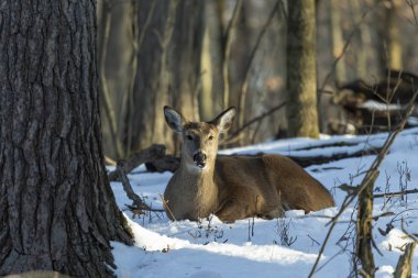 Geyik. Beyaz kuyruklu geyik aynı zamanda beyaz kuyruklu geyik ya da kışın Virginia geyiği olarak da bilinir. Beyaz kuyruklu geyik, Wisconsin ve Oklahoma 'nın vahşi yaşam sembolüdür..