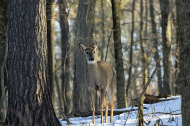 Geyik. Beyaz kuyruklu geyik aynı zamanda beyaz kuyruklu geyik ya da kışın Virginia geyiği olarak da bilinir. Beyaz kuyruklu geyik, Wisconsin ve Oklahoma 'nın vahşi yaşam sembolüdür..