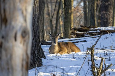Geyik. Beyaz kuyruklu geyik aynı zamanda beyaz kuyruklu geyik ya da kışın Virginia geyiği olarak da bilinir. Beyaz kuyruklu geyik, Wisconsin ve Oklahoma 'nın vahşi yaşam sembolüdür..