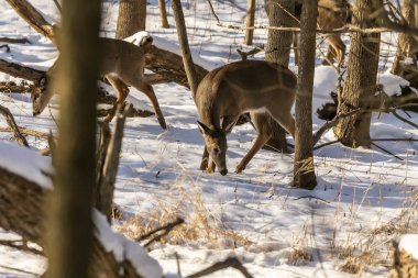 Geyik. Beyaz kuyruklu geyik aynı zamanda beyaz kuyruklu geyik ya da kışın Virginia geyiği olarak da bilinir. Beyaz kuyruklu geyik, Wisconsin ve Oklahoma 'nın vahşi yaşam sembolüdür..