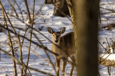 Geyik. Beyaz kuyruklu geyik aynı zamanda beyaz kuyruklu geyik ya da kışın Virginia geyiği olarak da bilinir. Beyaz kuyruklu geyik, Wisconsin ve Oklahoma 'nın vahşi yaşam sembolüdür..