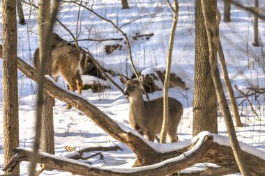 Geyik. Beyaz kuyruklu geyik aynı zamanda beyaz kuyruklu geyik ya da kışın Virginia geyiği olarak da bilinir. Beyaz kuyruklu geyik, Wisconsin ve Oklahoma 'nın vahşi yaşam sembolüdür..