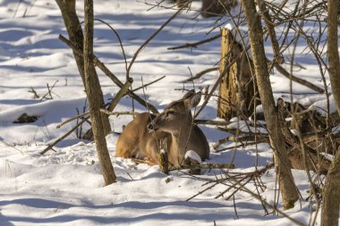 Geyik. Beyaz kuyruklu geyik aynı zamanda beyaz kuyruklu geyik ya da kışın Virginia geyiği olarak da bilinir. Beyaz kuyruklu geyik, Wisconsin ve Oklahoma 'nın vahşi yaşam sembolüdür..