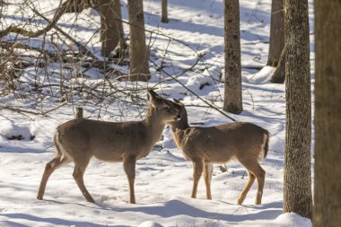 Geyik. Beyaz kuyruklu geyik aynı zamanda beyaz kuyruklu geyik ya da kışın Virginia geyiği olarak da bilinir. Beyaz kuyruklu geyik, Wisconsin ve Oklahoma 'nın vahşi yaşam sembolüdür..
