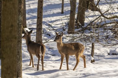 Geyik. Beyaz kuyruklu geyik aynı zamanda beyaz kuyruklu geyik ya da kışın Virginia geyiği olarak da bilinir. Beyaz kuyruklu geyik, Wisconsin ve Oklahoma 'nın vahşi yaşam sembolüdür..