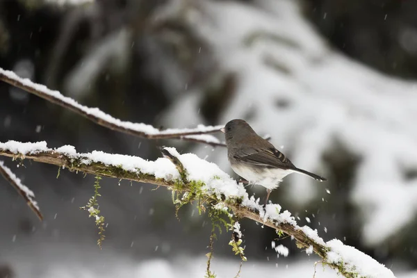 Junco Olhos Escuros Inverno Wisconsin — Fotografia de Stock