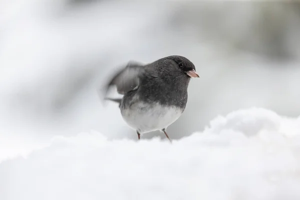 Dunkeläugiger Junco Winter Wisconsin — Stockfoto