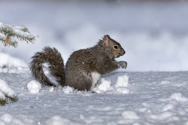 Eichhörnchen Östliches Grauhörnchen Schnee Natürliche Szene Aus Wisconsin — Stockfoto
