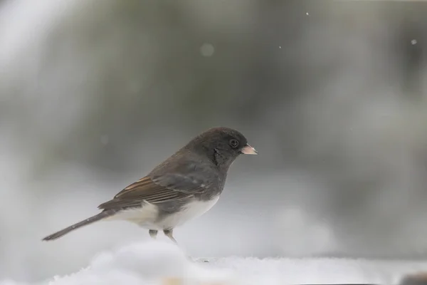 Junco Ojos Oscuros Invierno Wisconsin — Foto de Stock