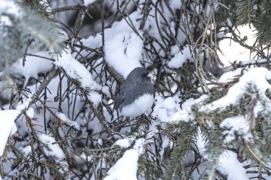 Kışın Wisconsin 'de kara gözlü junco