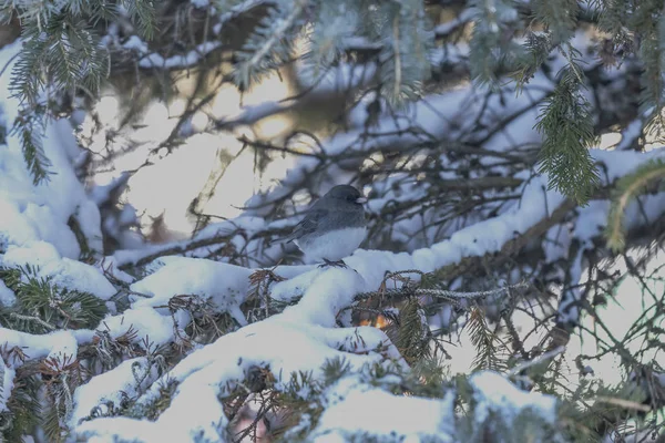 Junco Ojos Oscuros Invierno Wisconsin — Foto de Stock