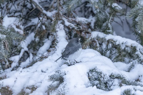 Kışın Wisconsin Kara Gözlü Junco — Stok fotoğraf