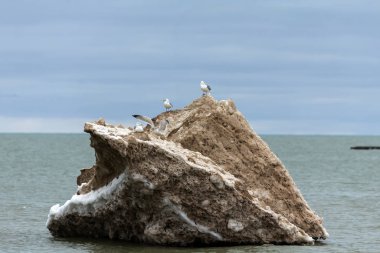 Michigan Gölü kıyısındaki buz kütleli martılar. Wisconsin 'den doğal manzara..