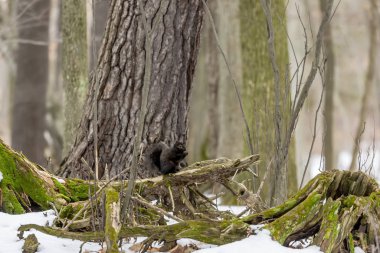Sincap. Doğu gri sincap, karlı bir ormanda karanlık bir form, Wisconsin 'den doğal bir manzara.