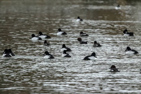 Flock Common Goldeneye Swiming River — Stock Photo, Image