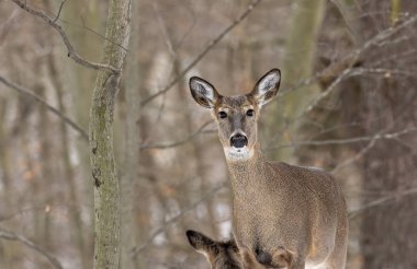 Geyik. Beyaz kuyruklu geyik aynı zamanda beyaz kuyruklu geyik ya da kışın Virginia geyiği olarak da bilinir. Beyaz kuyruklu geyik, Wisconsin ve Oklahoma 'nın vahşi yaşam sembolüdür..