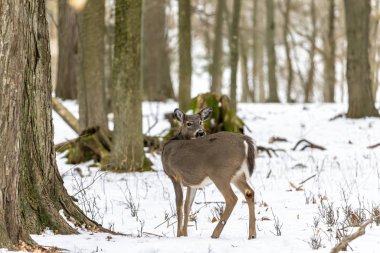 Geyik. Beyaz kuyruklu geyik aynı zamanda beyaz kuyruklu geyik ya da kışın Virginia geyiği olarak da bilinir. Beyaz kuyruklu geyik, Wisconsin ve Oklahoma 'nın vahşi yaşam sembolüdür..