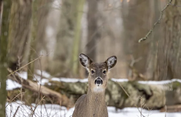 Deer White Tailed Deer Also Known Whitetail Virginia Deer Winter — 스톡 사진