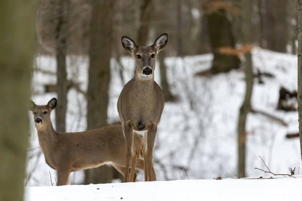 鹿だ冬に雪の上で白尾またはバージニア鹿としても知られている白い尾の鹿 白い尾の鹿は ウィスコンシン州とオクラホマ州のゲーム動物の野生動物のシンボルです — ストック写真