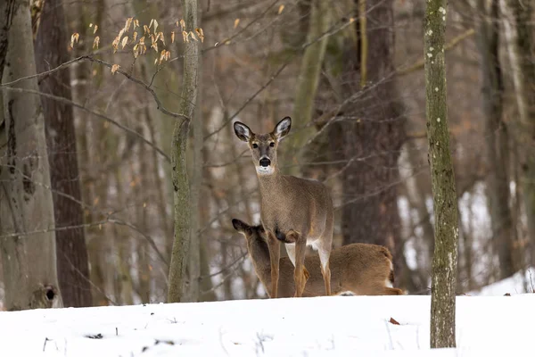 Deer White Tailed Deer Also Known Whitetail Virginia Deer Winter — Stock Photo, Image