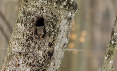 Sincap. Doğu gri sincap boşlukta, Wisconsin Eyalet Parkı 'ndan doğal manzara.