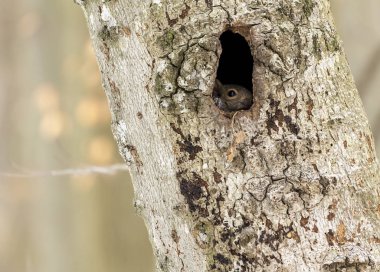 Sincap. Doğu gri sincap boşlukta, Wisconsin Eyalet Parkı 'ndan doğal manzara.