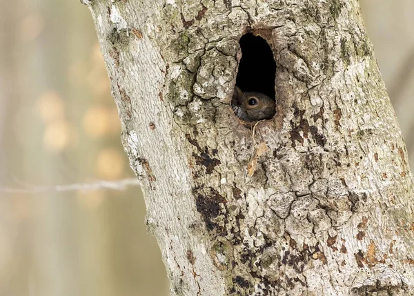 Squirrel. Eastern gray squirrel in  cavity, natural scene from wisconsin state park.