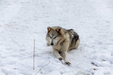  Gri Kurt (Canis lupus), Kuzey Amerika 'da kışın Timber Wolf olarak da bilinir..