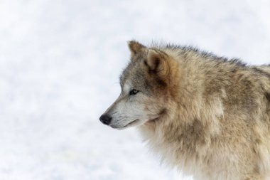  Gri Kurt (Canis lupus), Kuzey Amerika 'da kışın Timber Wolf olarak da bilinir..