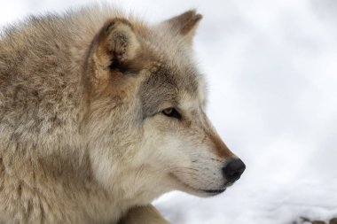  Gri Kurt (Canis lupus), Kuzey Amerika 'da kışın Timber Wolf olarak da bilinir..