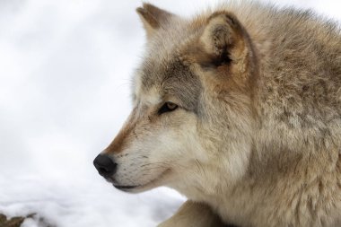  Gri Kurt (Canis lupus), Kuzey Amerika 'da kışın Timber Wolf olarak da bilinir..