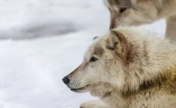 Сірий Вовк Також Відомий Північній Америці Лісовий Вовк Взимку — стокове фото