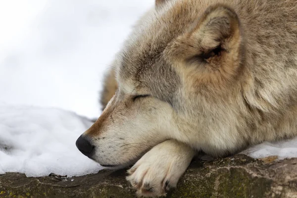 Grey Wolf Canis Lupus Also Known North America Timber Wolf — 스톡 사진