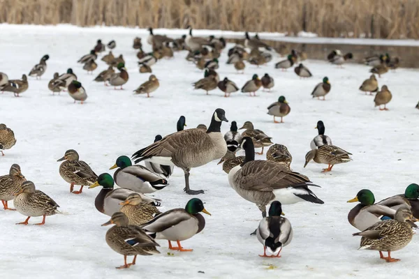 Patos Mallard Ganso Canadá Área Conservación Wisconsin Durante Invierno — Foto de Stock