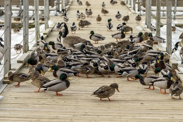 Canards Colverts Bernaches Canada Dans Aire Conservation Wisconsin Pendant Hiver — Photo