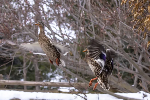 Pato Mallard Pato Voo Cena Natural Wisconsin Área Conservação — Fotografia de Stock