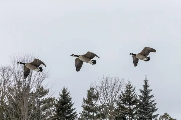 Goose. Canada goose in flight.Scene from wisconsin natural area.