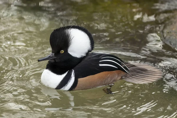 Duck Hooded Merganser North American Smaller Duck Hooded Mergansers Second — Stock Photo, Image