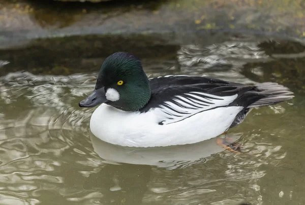 Pato Goldeneye Comum Masculino Pato Tamanho Médio Norte Canadá Eua — Fotografia de Stock