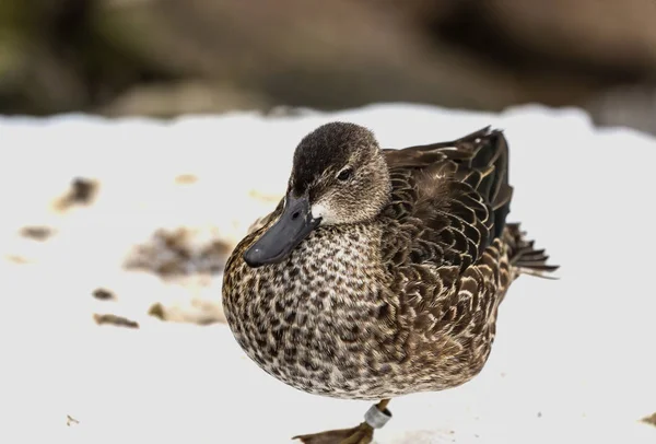 Banded Duck Snow Nature Scene Wisconsin — Stock Photo, Image