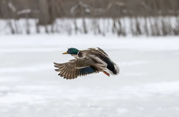 Ente Stockente Flug Naturszene Aus Wisconsin Naturschutzgebiet — Stockfoto