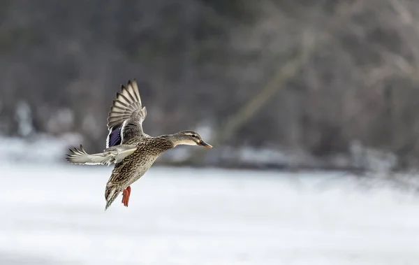 Pato Mallard Pato Voo Cena Natural Wisconsin Área Conservação — Fotografia de Stock